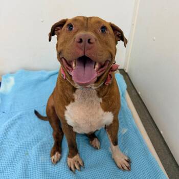 Pumpkin Spice -  Mixed Breed Dog for Adoption in Rocky Mount, Virginia - Pumpkin Spice | PetCurious