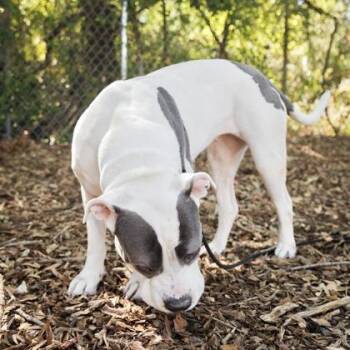 Mixed Breed Dogs Available for Adoption in Largo, Florida - Queenie | PetCurious