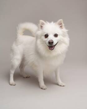 American Eskimo Dog Dogs Available for Adoption - Hope | PetCurious
