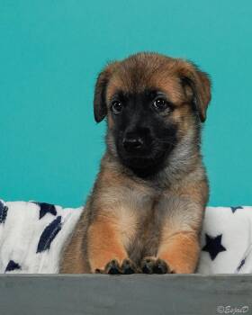 Bake - Shepsky -  Shepherd and Husky Dog for Adoption in Los Angeles, California - Bake - Shepsky | PetCurious
