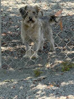 Chico -  Schnauzer and Mixed Breed Dog for Adoption in Ontario, California - Chico | PetCurious