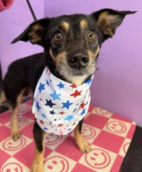 Larry -  Cairn Terrier and Chihuahua Dog for Adoption in Piedmont, Oklahoma - Larry | PetCurious