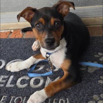 Rat Terrier and Chihuahua Dogs Available for Adoption in Enterprise, Alabama - Rocky | PetCurious