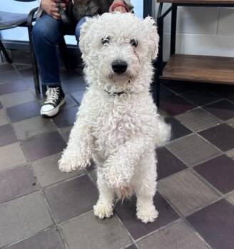 Biro -  Mixed Breed Dog for Adoption in New York, New York - Biro | PetCurious