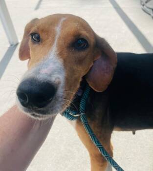 Rescue American Foxhound Dogs for Adoption in Ashland, Virginia - Celeste | PetCurious