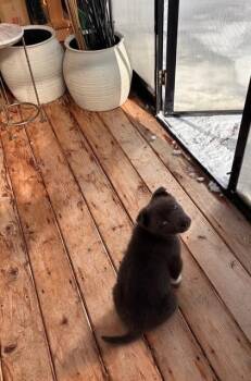 Mixed Breed Dogs Available for Adoption - Zander | PetCurious