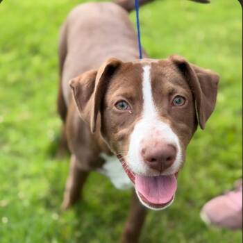 Reese -  Labrador Retriever and Hound Dog for Adoption in Raeford, North Carolina - Reese | PetCurious
