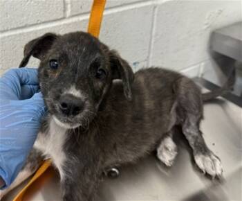 Rescue Pit Bull Terrier and Mixed Breed Dogs for Adoption in San Bernardino, California - CHARLOTTE | PetCurious