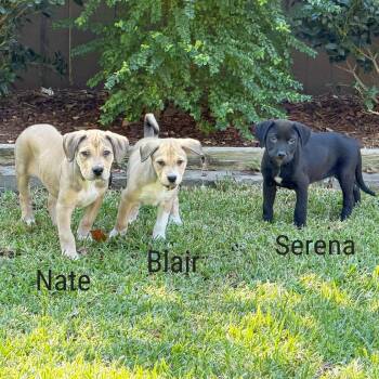 Serena -  Retriever and Mixed Breed Dog for Adoption in Lewisville, Texas - Serena | PetCurious