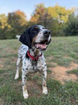 Jett -  English Setter Dog for Adoption in Hilliard, Ohio - Jett | PetCurious