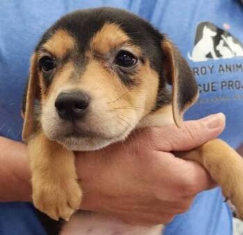 Aaron (Born 04/02/26) -  Terrier Dog for Adoption in Troy, Alabama - Aaron (Born 04/02/26) | PetCurious