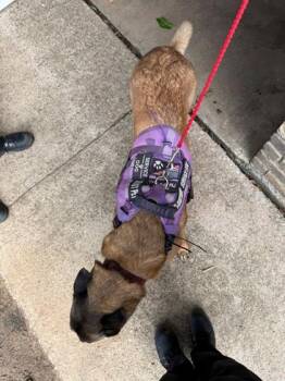 Mya -  Belgian Shepherd Malinois and Mixed Breed Dog for Adoption in North Richland Hills, Texas - Mya | PetCurious