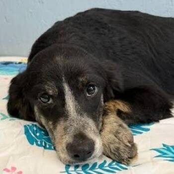 Xeno -  Labrador Retriever and Collie Dog for Adoption in Hattiesburg, Mississippi - Xeno | PetCurious