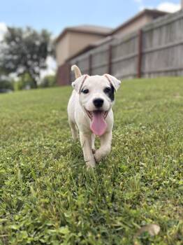 Mixed Breed Dogs Available for Adoption in Blacksburg, Virginia - Patch | PetCurious