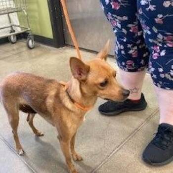 YORK-Stray-16363 -  Chihuahua Dog for Adoption in York, Pennsylvania - YORK-Stray-16363 | PetCurious