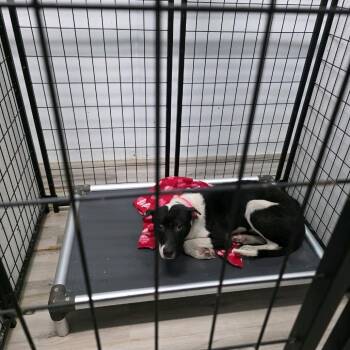 Terrier Dogs Available for Adoption in St. Louis, Missouri - Prado | PetCurious