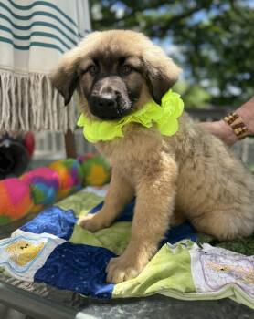 Rex -  German Shepherd Dog and Great Pyrenees Dog for Adoption - Rex | PetCurious