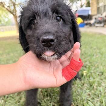 Bailey -  Poodle Dog for Adoption in Anahuac, Texas - Bailey | PetCurious