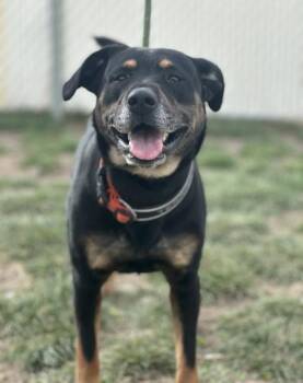 Shepherd Dogs Available for Adoption in Spanish Fork, Utah - Rugga (92460) | PetCurious