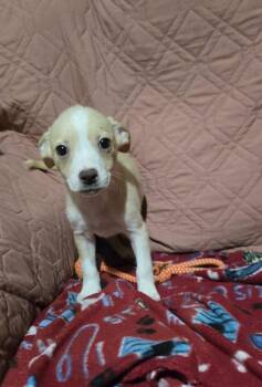 Terrier and Labrador Retriever Dogs Available for Adoption - Finch | PetCurious