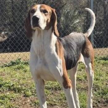 Treeing Walker Coonhound Dogs Available for Adoption - WALKER | PetCurious