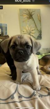 Blondie -  Pug and Shih Tzu Dog for Adoption in New Haven, Connecticut - Blondie | PetCurious
