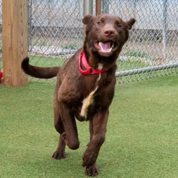 Radabaugh -  Chocolate Labrador Retriever and Mixed Breed Dog for Adoption in Parkersburg, West Virginia - Radabaugh | PetCurious