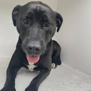 Bree -  Mixed Breed Dog for Adoption in Chattanooga, Tennessee - Bree | PetCurious