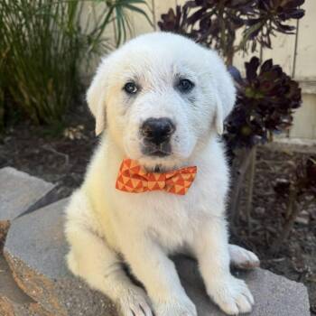 Great Pyrenees Dogs Available for Adoption in Agua Dulce, California - Igloo | PetCurious