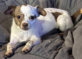 Chihuahua Dogs Available for Adoption - Courtesy Posting Roro | PetCurious