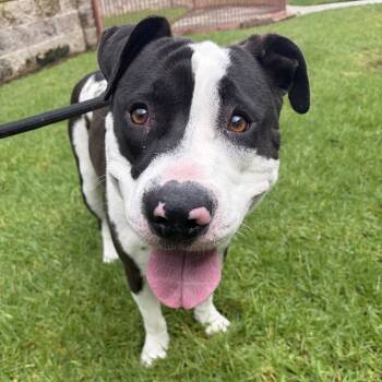 Oreo -  Pit Bull Terrier and Mixed Breed Dog for Adoption in Los Angeles, California - Oreo | PetCurious