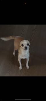 Rescue Chihuahua Dogs for Adoption in Richmond, Texas - Grandin | PetCurious