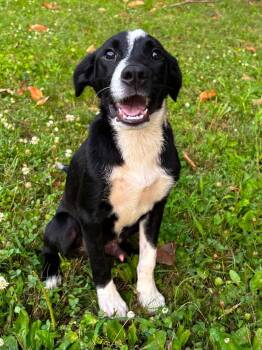 Knox -  Border Collie Dog for Adoption - Knox | PetCurious