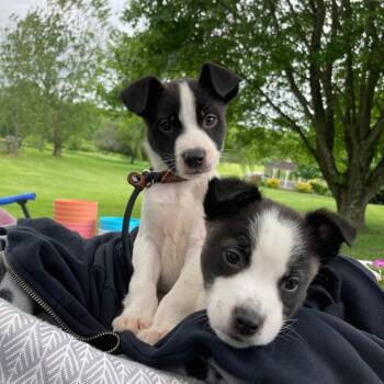Amos -  Mixed Breed Dog Available for Adoption in New Windsor, New York - Amos | PetCurious