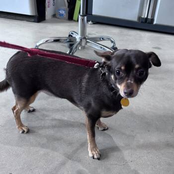 Buddy -  Chihuahua and Mixed Breed Dog for Adoption in Prescott, Arizona - Buddy | PetCurious