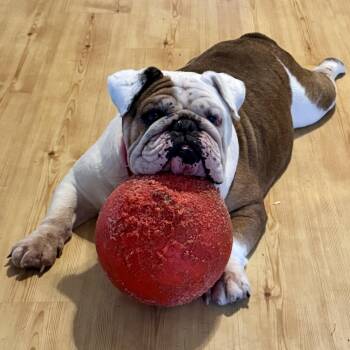 English Bulldog Dogs Available for Adoption in Richmond, Virginia - Gladys | PetCurious