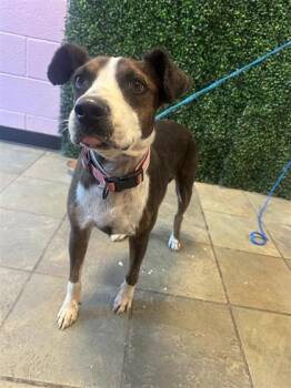 61673293 -  Mixed Breed Dog for Adoption in El Paso, Texas - 61673293 | PetCurious