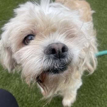 Mixed Breed Dogs Available for Adoption in Philadelphia, Pennsylvania - Ramen | PetCurious