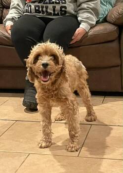 Cavapoo Dogs Available for Adoption in Brunswick, Maine - Carmel | PetCurious