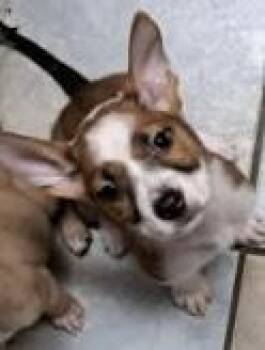 Rescue Australian Cattle Dog Blue Heeler Dogs for Adoption in Cerritos, California - Roxxy | PetCurious