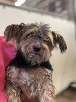 Beaux - TX -  Yorkshire Terrier and Silky Terrier Dog for Adoption in Bryan, Texas - Beaux - TX | PetCurious