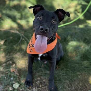 Rescue Pit Bull Terrier and Black Labrador Retriever Dogs for Adoption in Kirkland, Washington - Onyx - Handsome Pup Needs Foster! | PetCurious