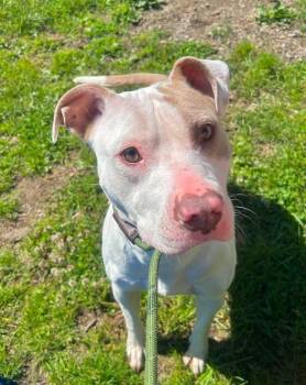 Angel -  Pit Bull Terrier Dog for Adoption in Stamford, Connecticut - Angel | PetCurious