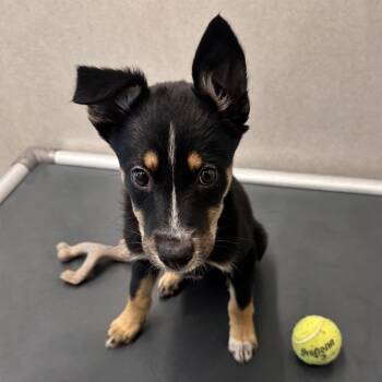 Annie -  Mixed Breed Dog for Adoption in Hailey, Idaho - Annie | PetCurious