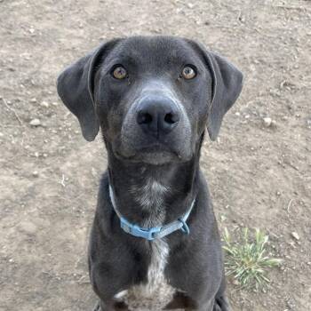 Plott Hound and Chocolate Labrador Retriever Dogs Available for Adoption in Flagstaff, Arizona - Bluey | PetCurious