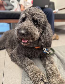 Shadow Slate -  Poodle Dog for Adoption in Garland, Texas - Shadow Slate | PetCurious