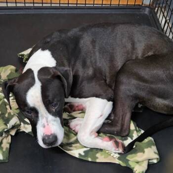 Rescue Terrier Dogs for Adoption in St. Louis, Missouri - Kam | PetCurious