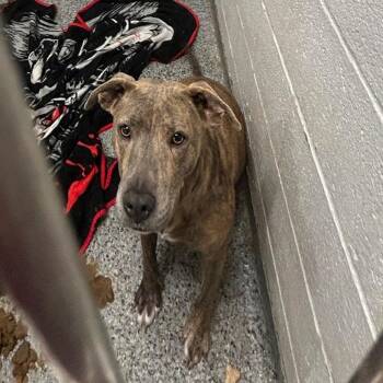 Hazel -  Mixed Breed Dog for Adoption in Jeffersonville, Indiana - Hazel | PetCurious