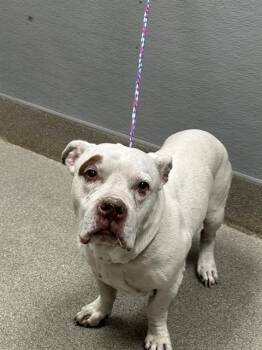 BUDDAH -  Pit Bull Terrier and Basset Hound Dog for Adoption in Las Vegas, Nevada - BUDDAH | PetCurious