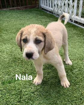 Great Pyrenees and Hound Dogs Available for Adoption in Douglas, Massachusetts - Nala | PetCurious